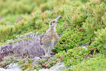 Rock Ptarmigan Unknown Spots Fri, 7/28/2023