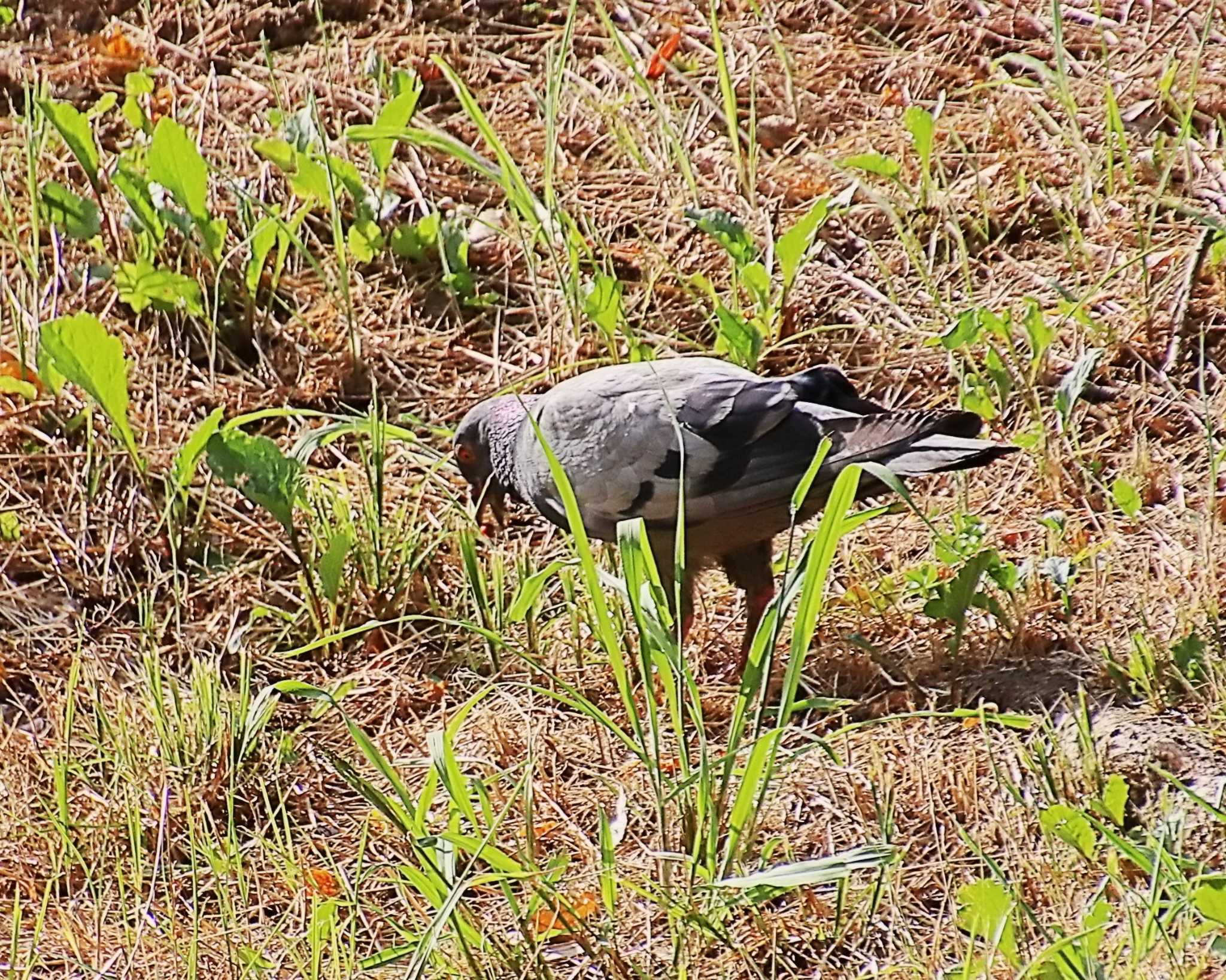 Photo of Rock Dove at Oizumi Ryokuchi Park by Ken Mimura