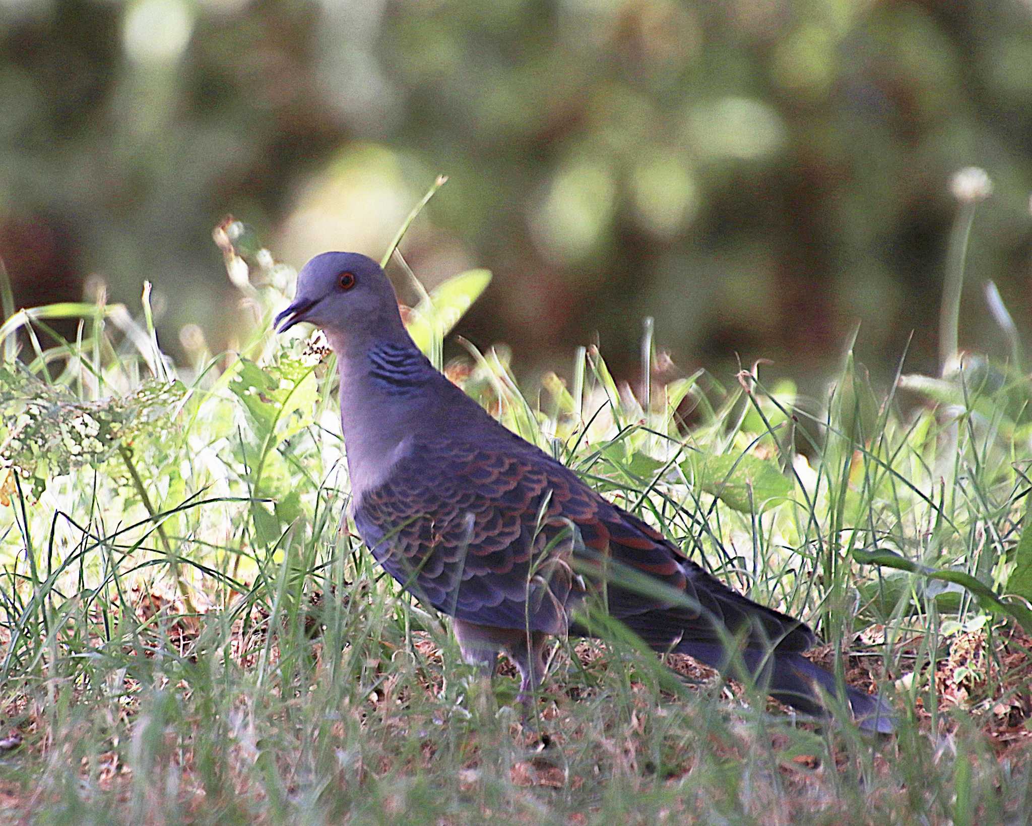 Oriental Turtle Dove