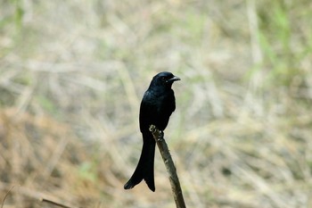 オウチュウ 台湾高雄 2005年1月16日(日)