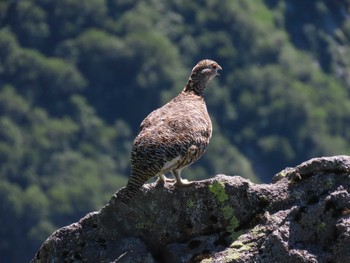 2023年7月30日(日) 獅子岳の野鳥観察記録