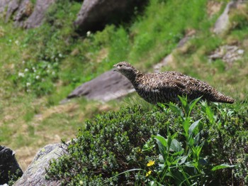 ライチョウ 獅子岳 2023年7月30日(日)