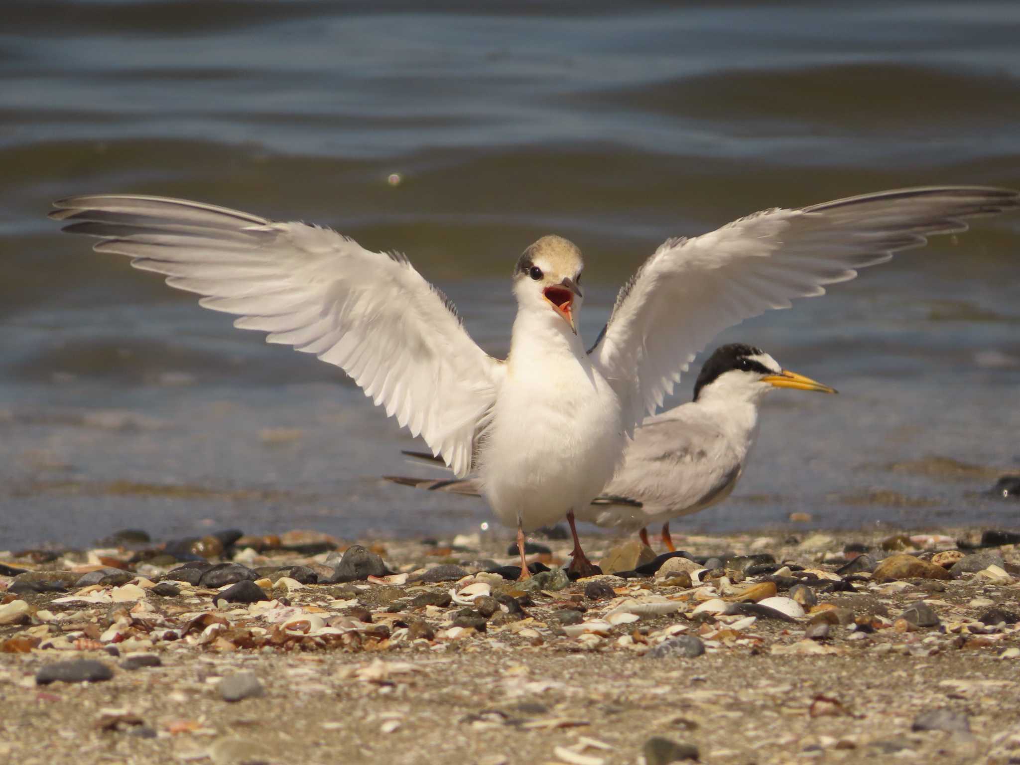 Little Tern