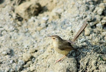 Tawny-flanked Prinia 台湾高雄 Sun, 1/16/2005