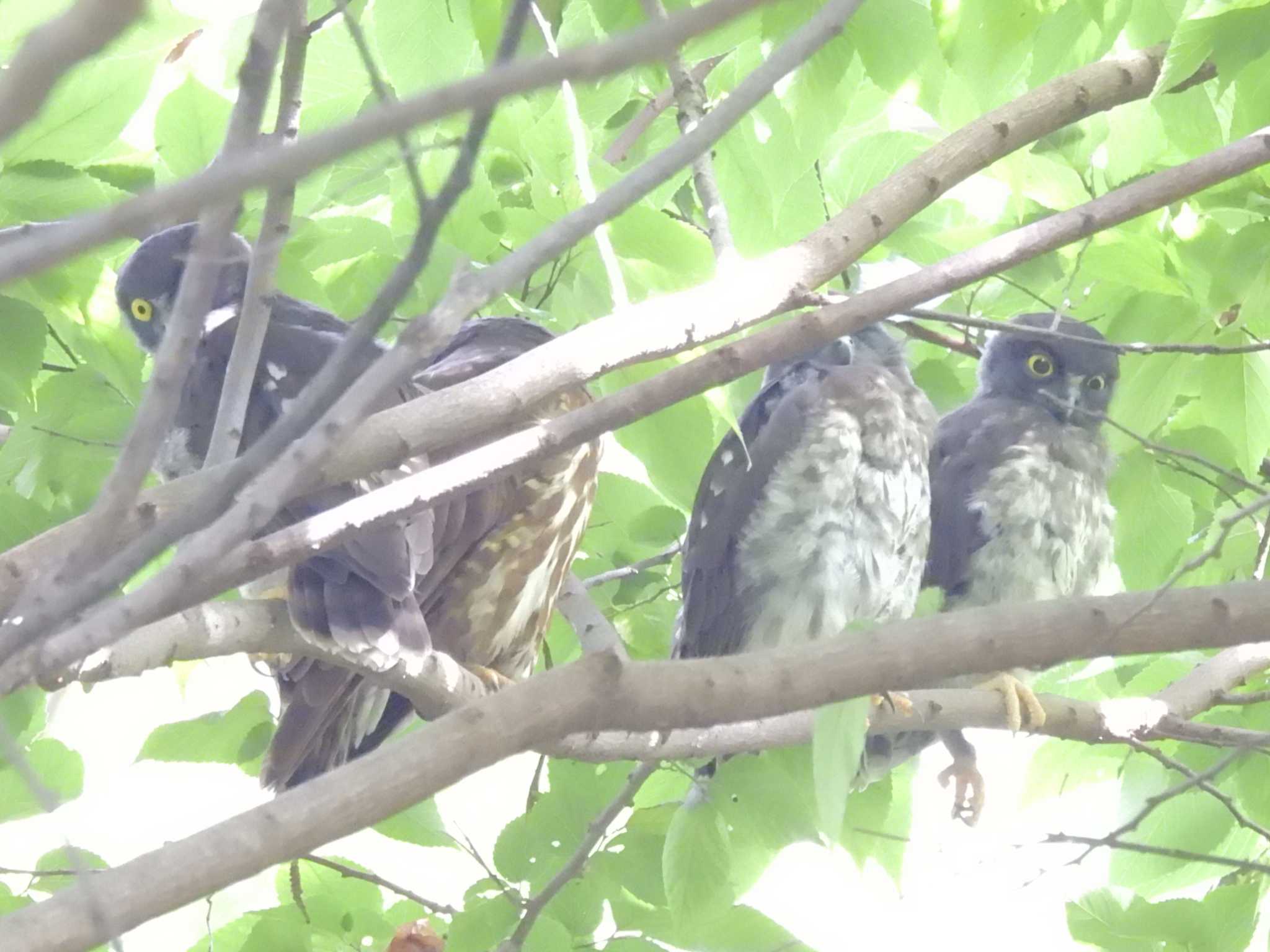 京都御苑 アオバズクの写真 by ゆりかもめ