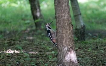 エゾオオアカゲラ 鳥沼公園 2023年7月9日(日)