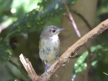 Mon, 7/31/2023 Birding report at Kyoto Gyoen