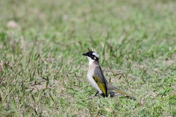 Light-vented Bulbul 台湾高雄 Sun, 1/16/2005