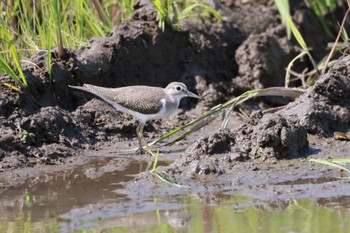 Wed, 8/2/2023 Birding report at 石狩東埠頭