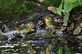 ソウシチョウ 場所が不明 2023年8月2日(水)