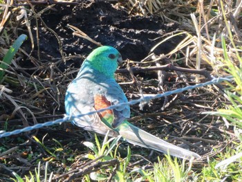 ビセイインコ Central Coast Wetlands Pioneer Dairy(NSW) 2023年7月30日(日)