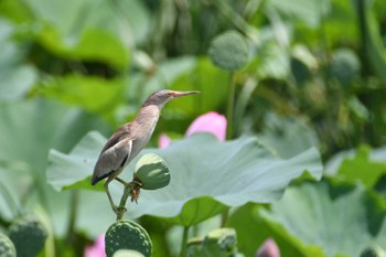 Yellow Bittern 群馬県 Mon, 7/17/2023