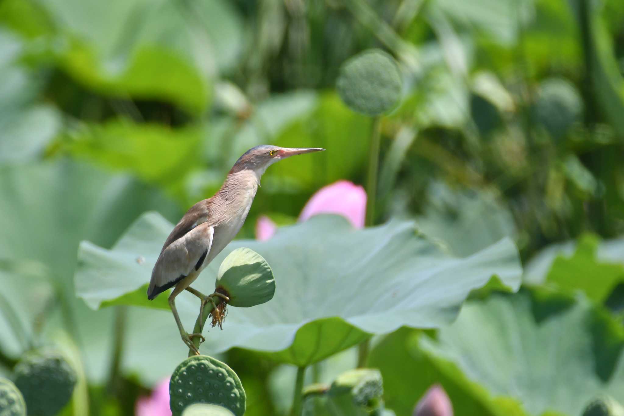 Photo of Yellow Bittern at 群馬県 by こつめ