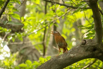 ガビチョウ 国営ひたち海浜公園 2018年8月14日(火)