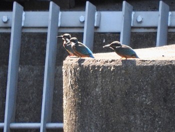 カワセミ 手賀沼 2023年8月2日(水)