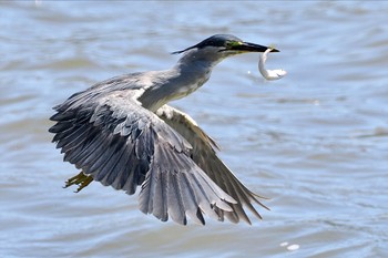 ササゴイ 東京港野鳥公園 2023年7月30日(日)