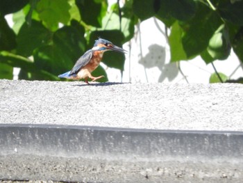 カワセミ 手賀沼 2023年8月2日(水)