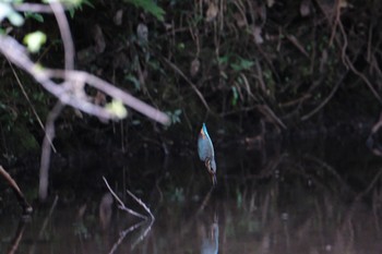 Common Kingfisher 愛鷹広域公園 Wed, 8/2/2023