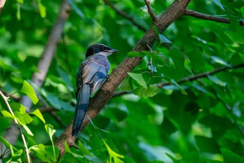 Azure-winged Magpie 山下公園 Wed, 8/2/2023