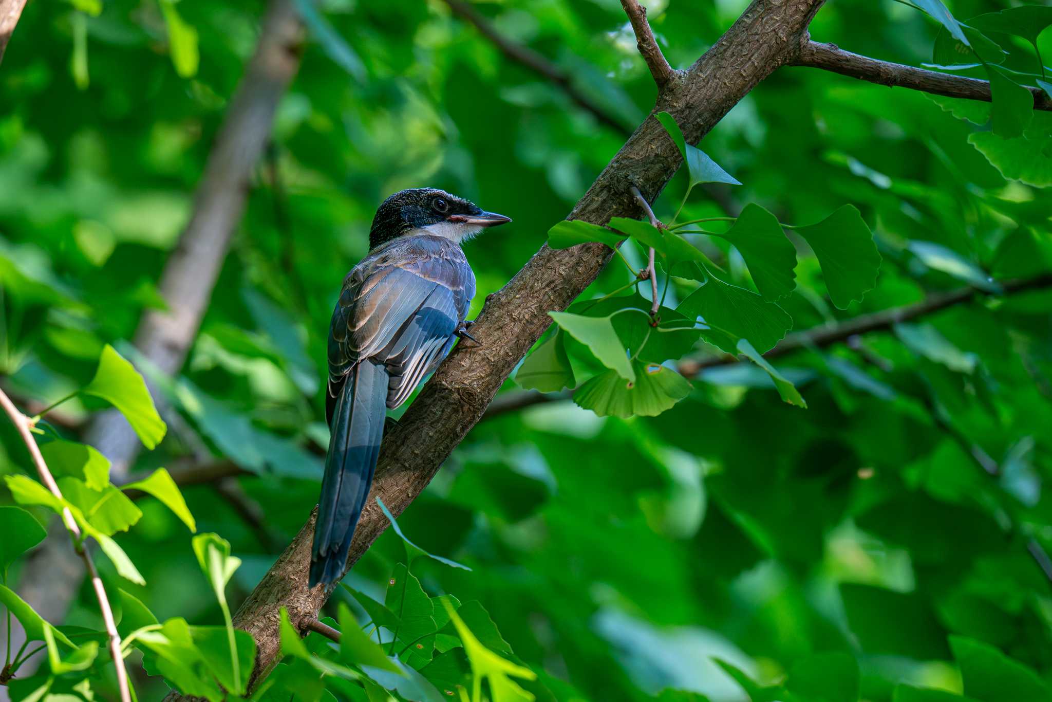 Photo of Azure-winged Magpie at 山下公園 by Tosh@Bird