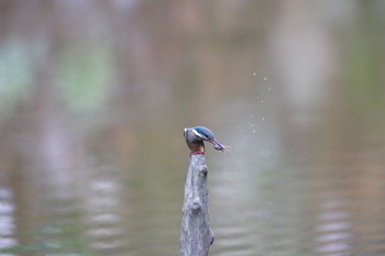 Common Kingfisher 愛鷹広域公園 Wed, 8/2/2023
