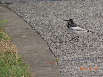 Wagtail Unknown Spots Thu, 7/27/2023
