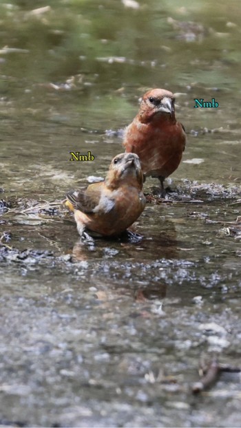 Red Crossbill Unknown Spots Unknown Date