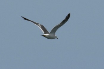 Slaty-backed Gull 小松市 Wed, 8/2/2023