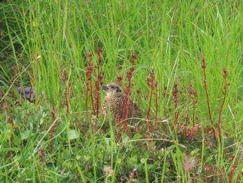 2023年8月1日(火) 室堂平の野鳥観察記録