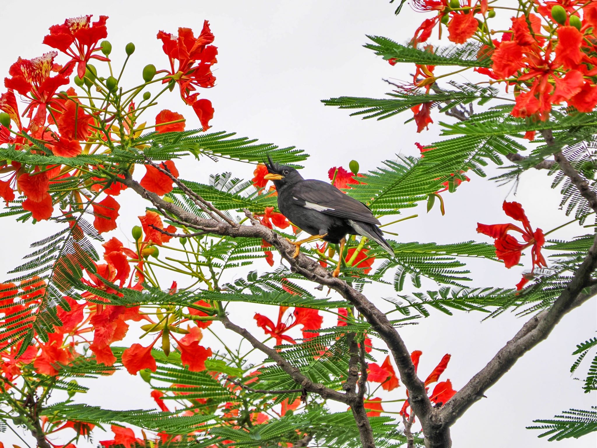 Great Myna