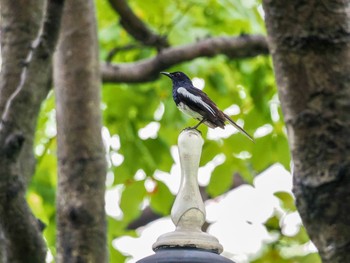 Oriental Magpie-Robin Chatuchak Park Mon, 7/3/2023