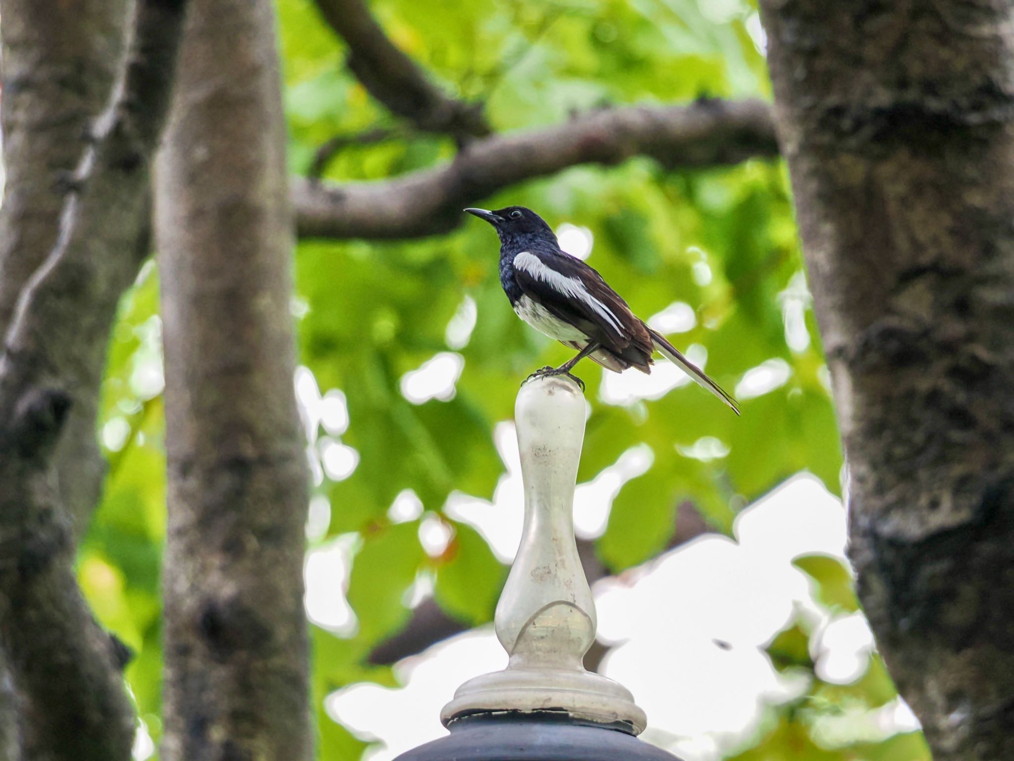 Oriental Magpie-Robin