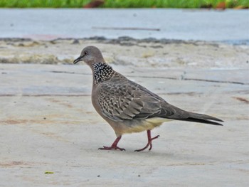 Spotted Dove Chatuchak Park Mon, 7/3/2023