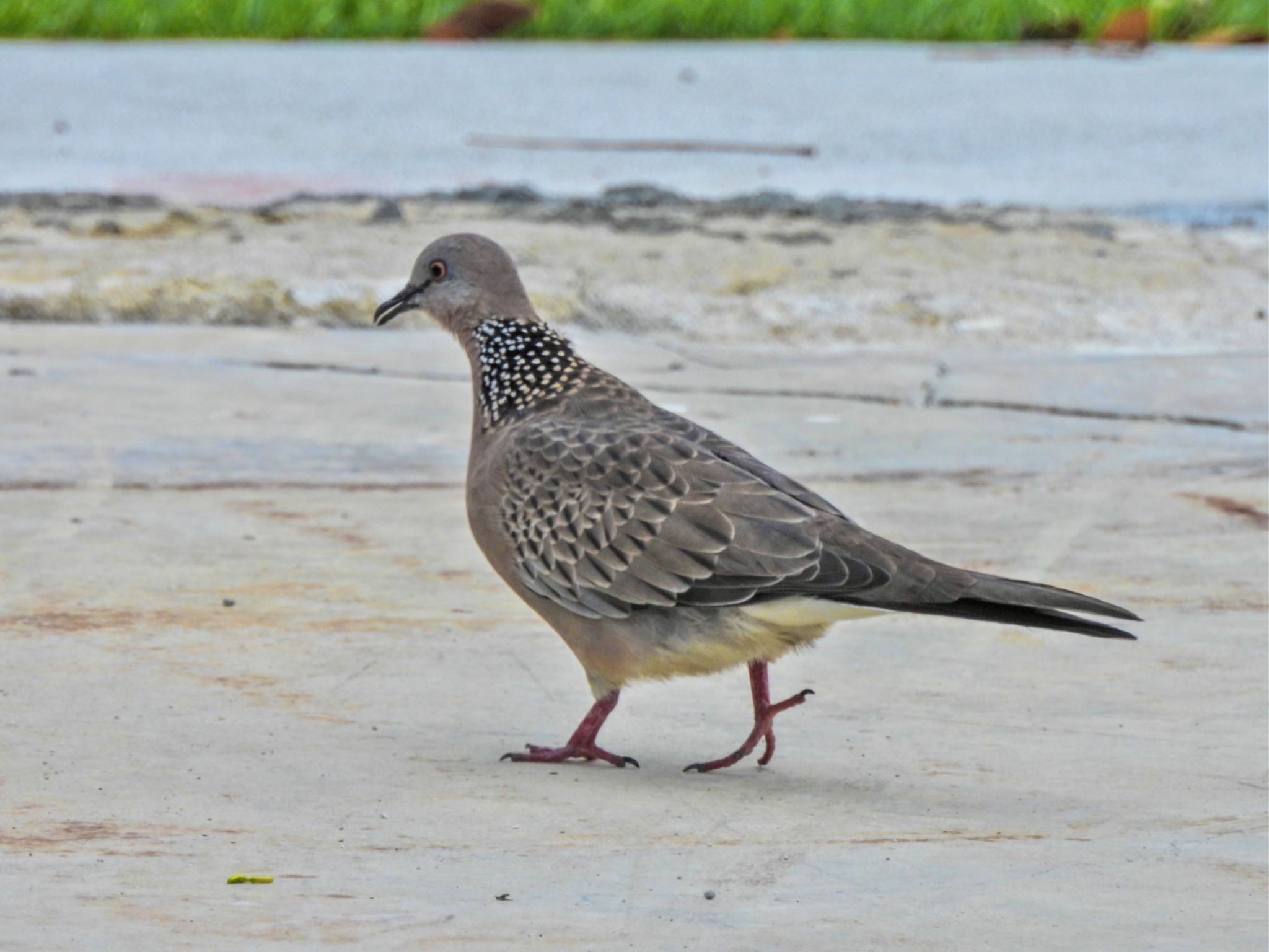 Spotted Dove