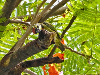 Coppersmith Barbet Chatuchak Park Mon, 7/3/2023