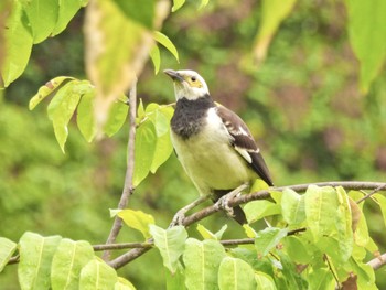 Black-collared Starling Chatuchak Park Mon, 7/3/2023