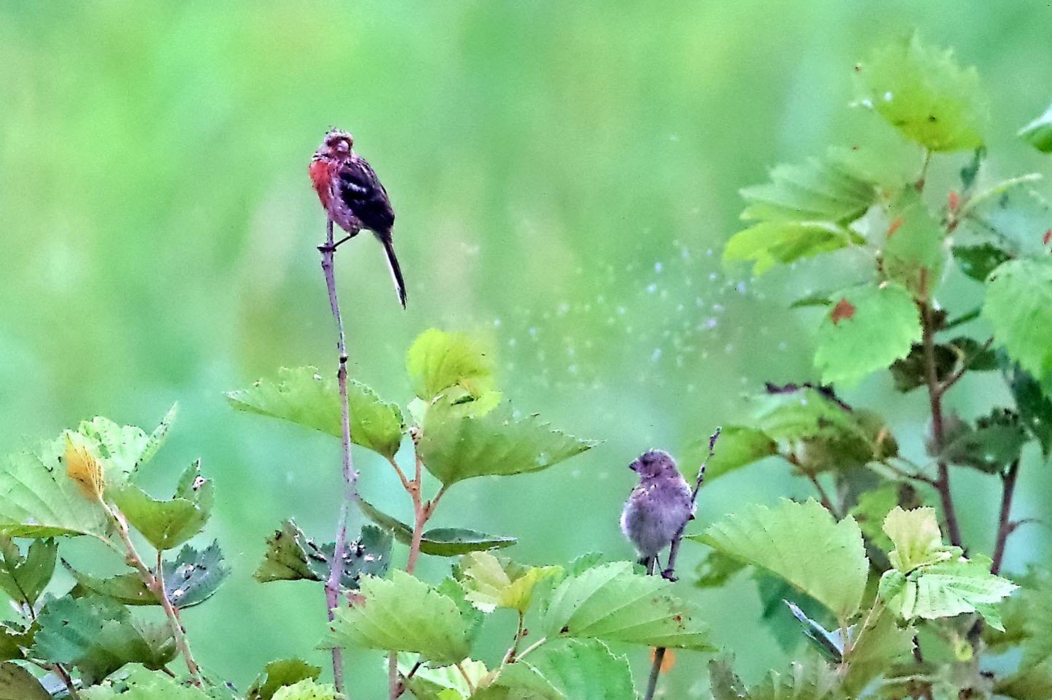 Photo of Siberian Long-tailed Rosefinch at 茨戸川緑地 by ウレシカ