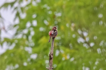 Siberian Long-tailed Rosefinch 茨戸川緑地 Sun, 7/30/2023