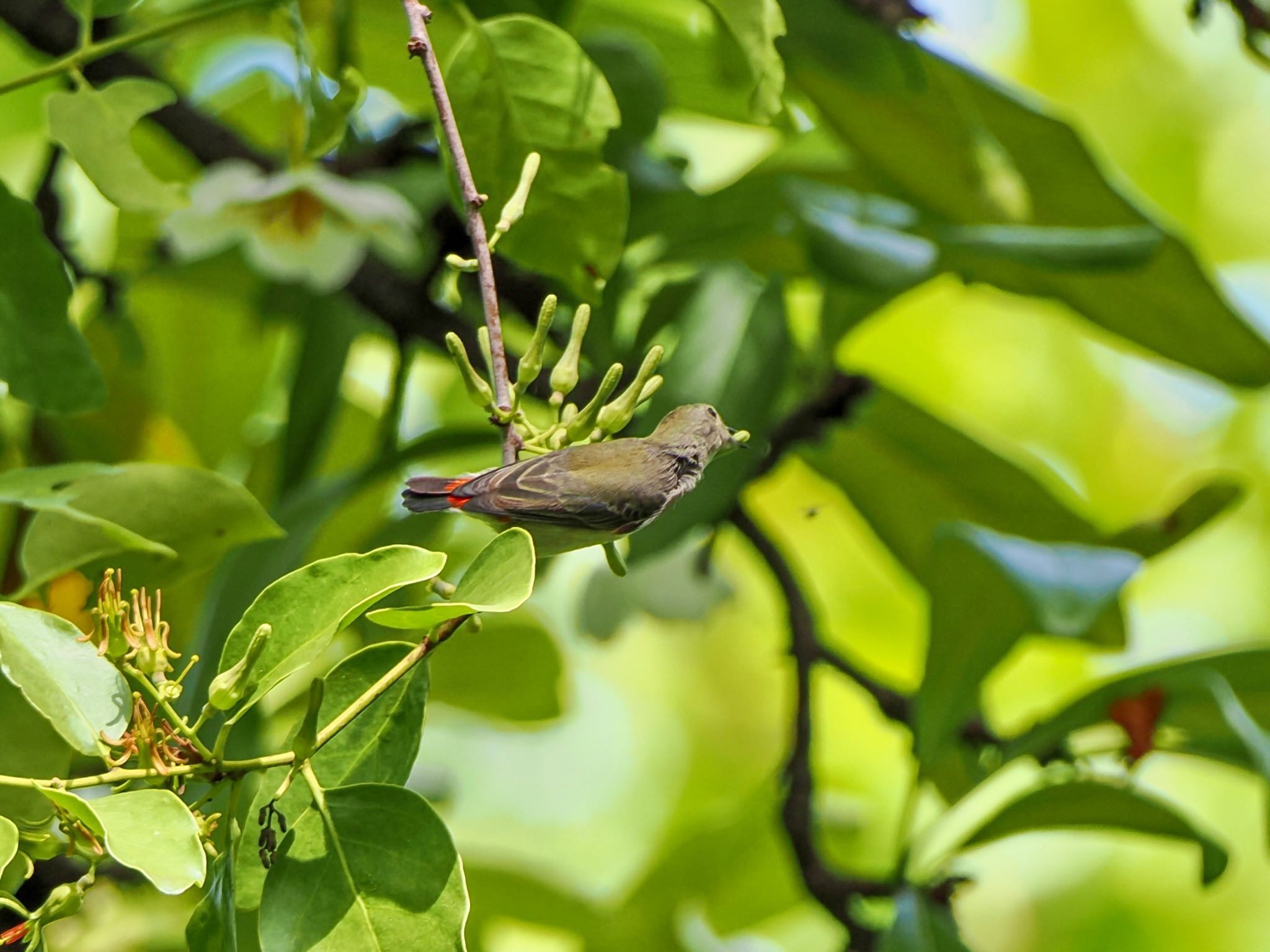 Scarlet-backed Flowerpecker