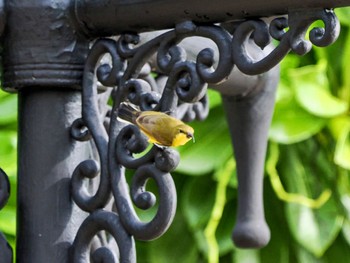 Ornate Sunbird Chatuchak Park Mon, 7/3/2023