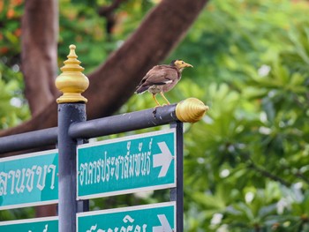 Common Myna Chatuchak Park Mon, 7/3/2023