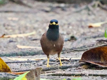 Common Myna Chatuchak Park Mon, 7/3/2023