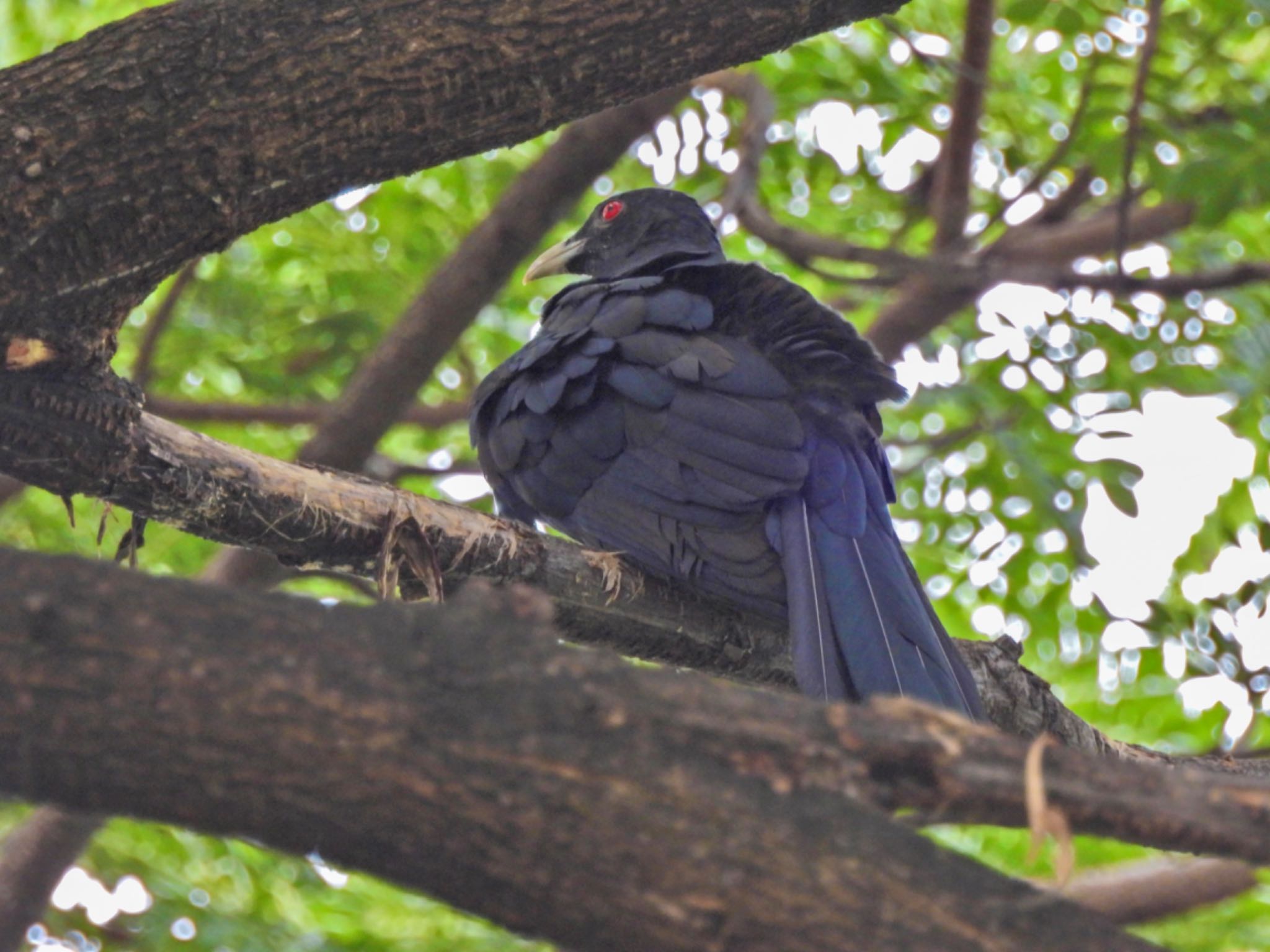 Asian Koel