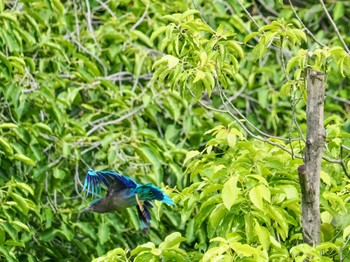 インドブッポウソウ Chatuchak Park 2023年7月3日(月)