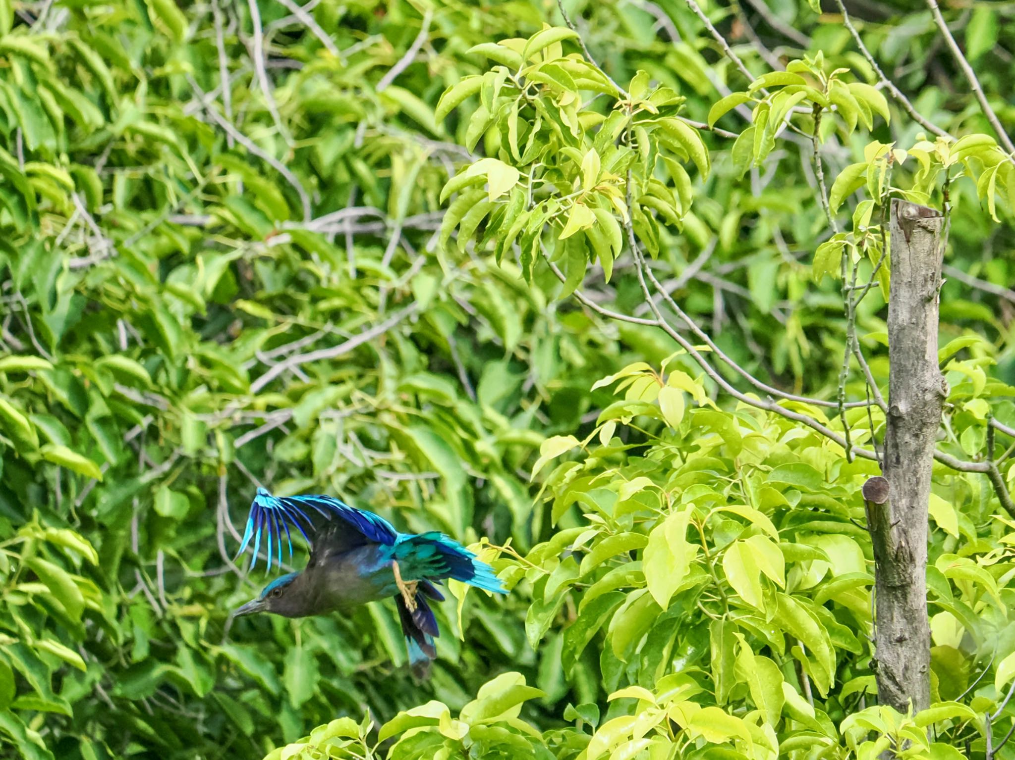 インドブッポウソウ