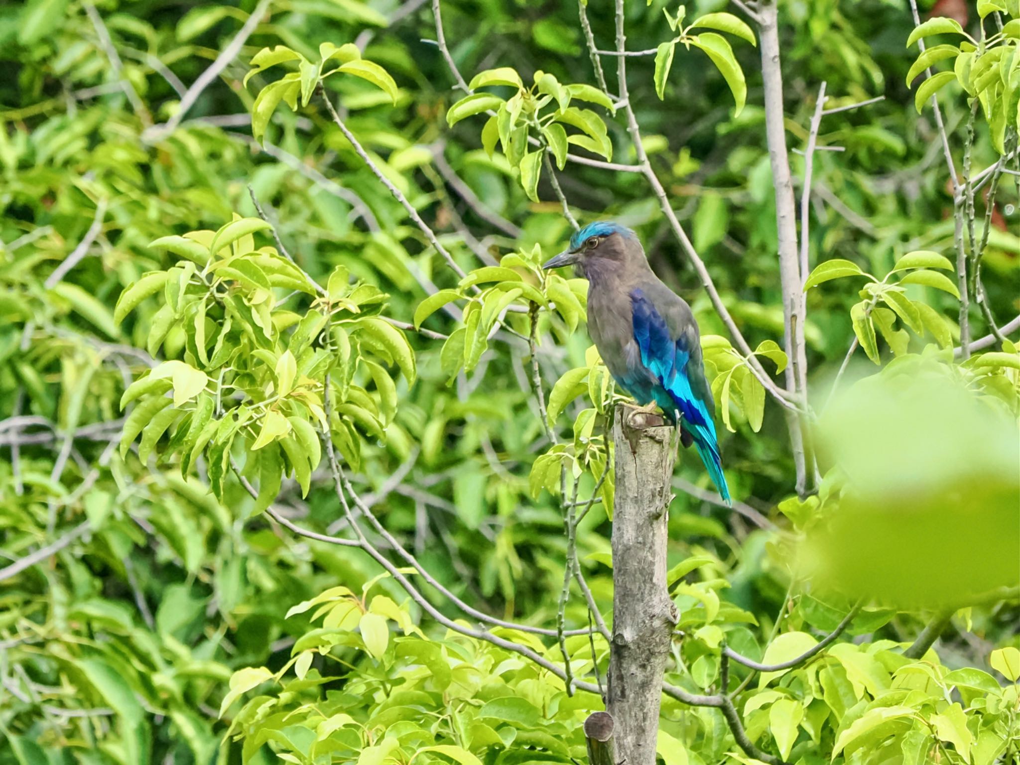 Indian Roller