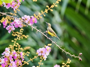 Ornate Sunbird Chatuchak Park Mon, 7/3/2023