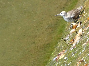 2018年8月19日(日) 境川(境橋付近)の野鳥観察記録