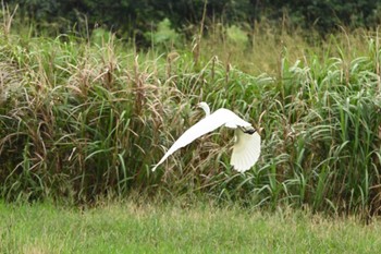 Medium Egret 金武町田いも畑(沖縄県) Fri, 6/16/2023