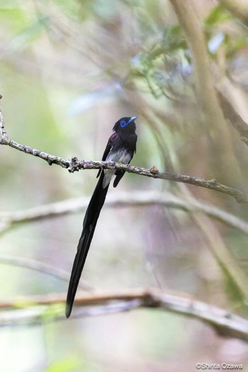 サンコウチョウ 鎌北湖 2023年7月23日(日)